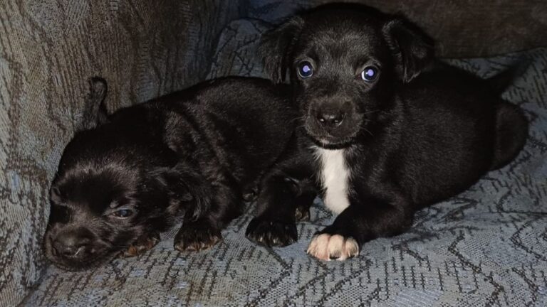 Buscan hogar para cachorritas en adopción responsable