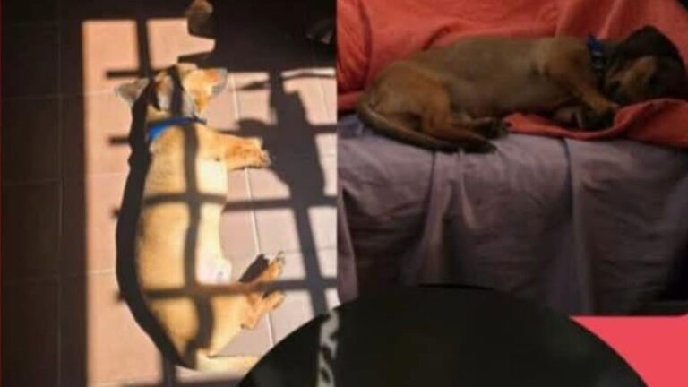 Barrio San Pedrito: buscan al perro «Tomate»