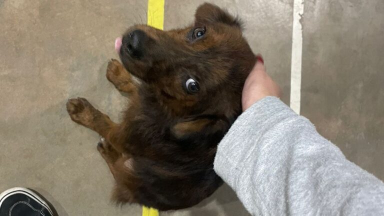 Se busca familia para un perrito en Barrio Moreno