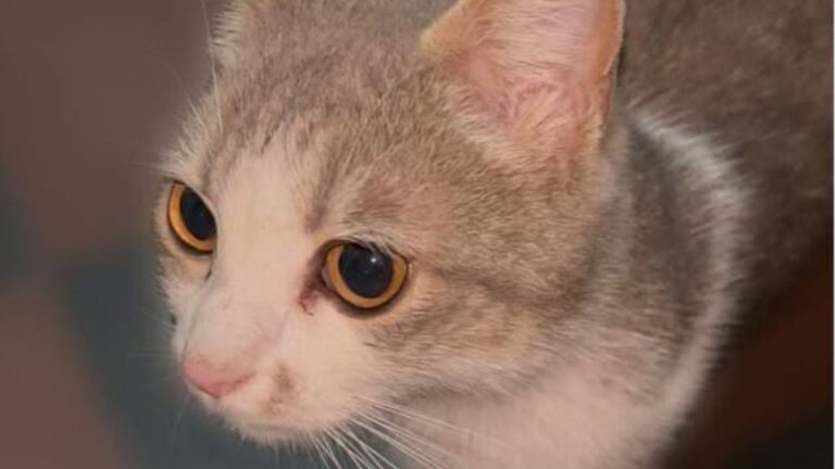 Barrio Bajo Gorriti: buscan a la familia de una gata