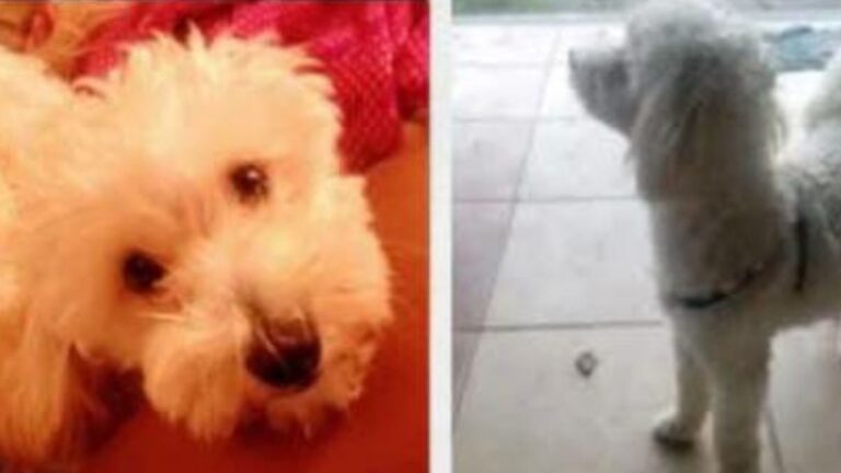 Barrio San Pedrito: ofrecen recompensa por «Roma»