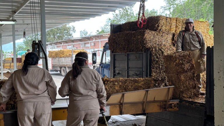 Comenzó la campaña de acopio del tabaco: las expectativas