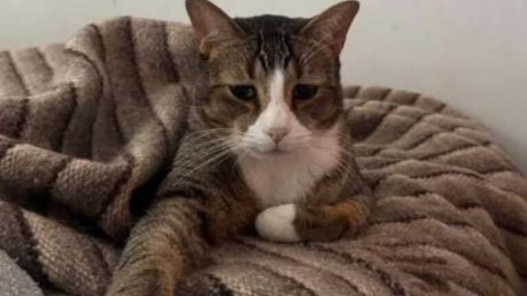 «Simón», un gato enfermo, se perdió en la entrada a Caimancito