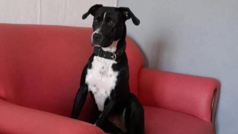 Barrio Alto Comedero: «Perla» es buscada intensamente