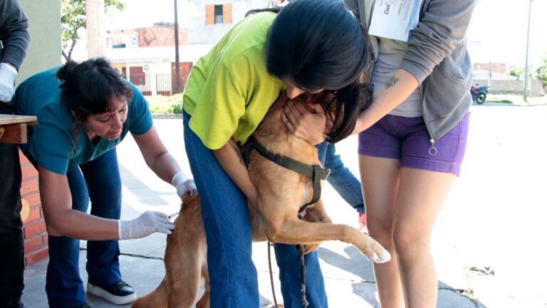 Zoonosis realizará operativos de vacunación y quirófano móvil en distintos barrios de la capital
