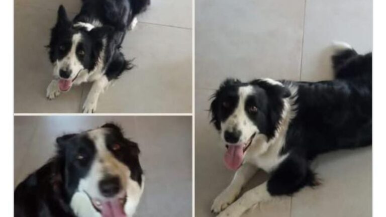 Barrio Los Perales: buscan a la perra «Cira»