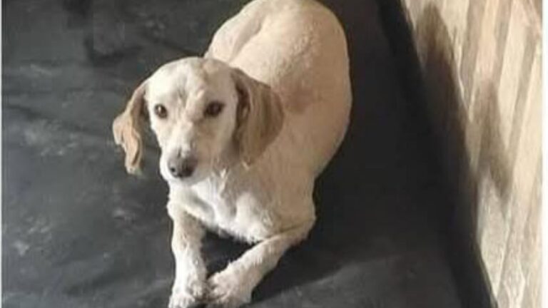 Barrio Alto Comedero: buscan a «Jupiter»