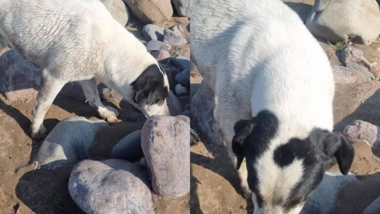 Buscan al perro «General», perdido en barrio Los Huaicos