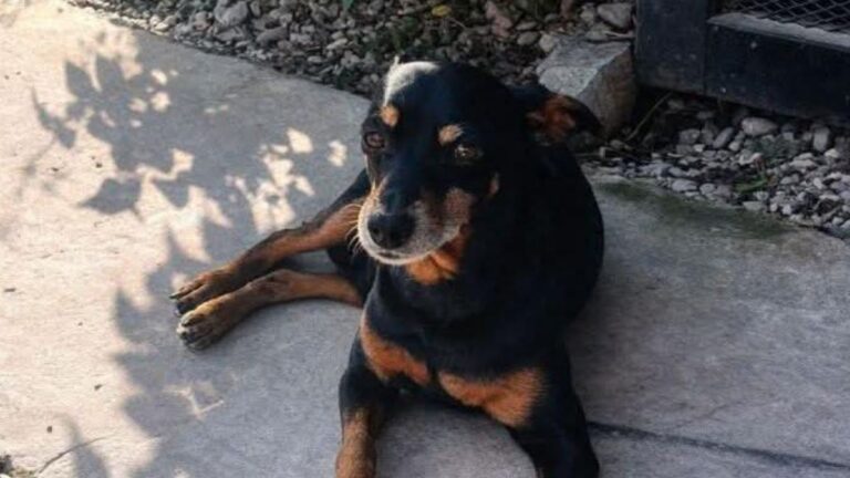 «Piter» es buscando en barrio San Pedrito