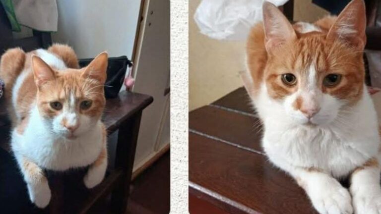 «Geovanni», un gato enfermo, sigue perdido en barrio Los Perales