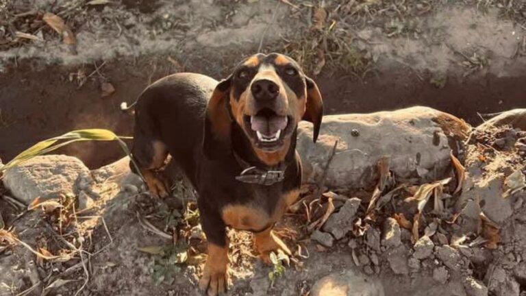 El Carmen: ofrecen recompensa por «Bartolo»