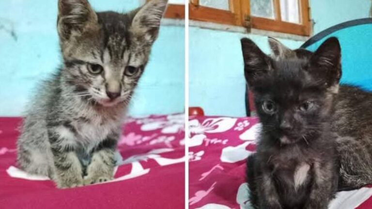 Dos hermosas felinas necesitan una hogar o tránsito