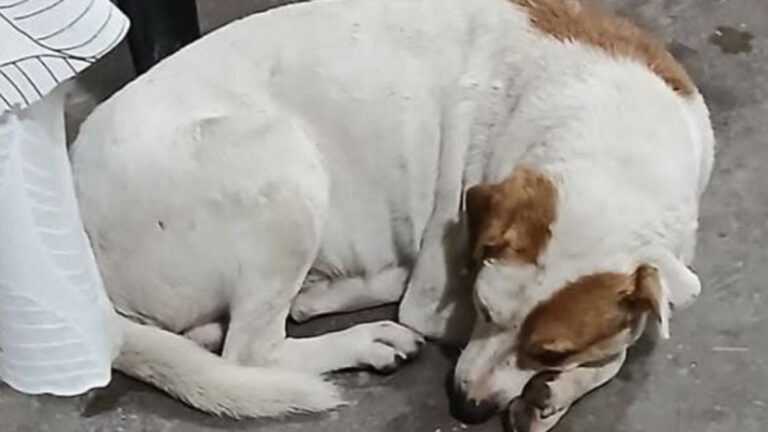 La tristeza de un perro que nadie adopta y deambula en Avenida Forestal