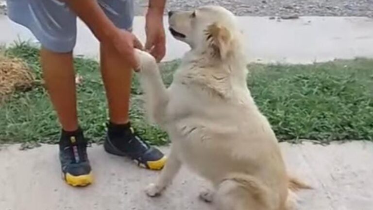 Palpalá: buscan a la familia de una perra