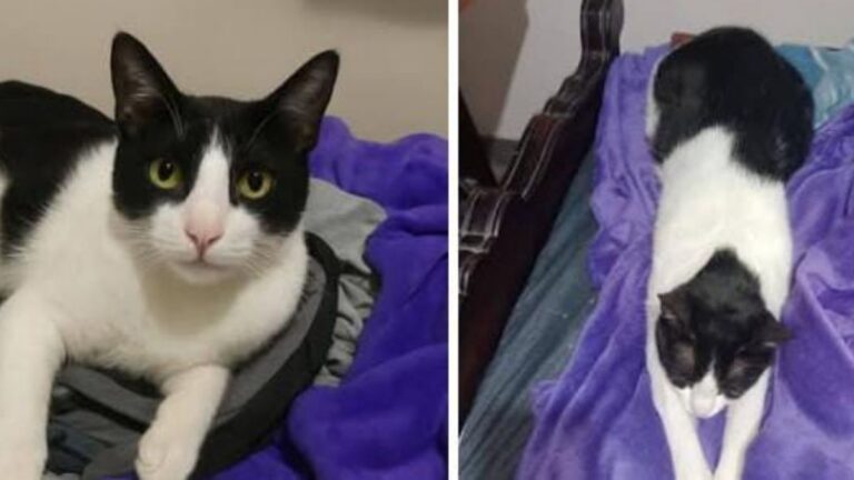 Barrio Coronel Arias: buscan a un felino