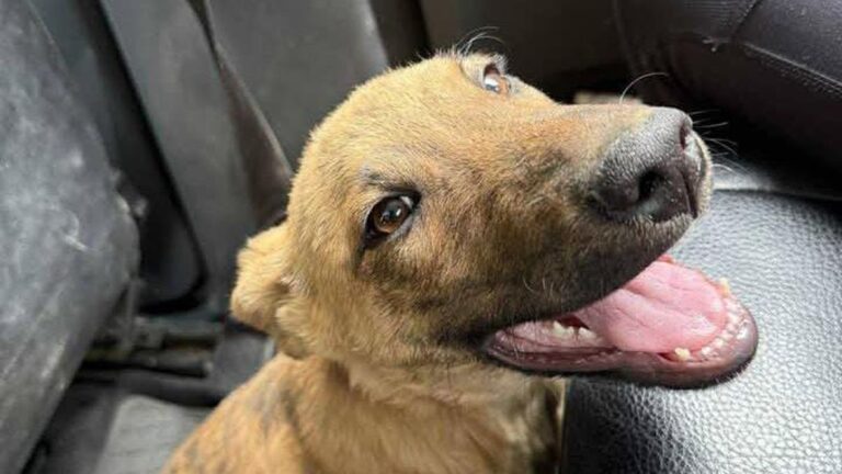 La Quiaca: buscan a la familia de un cachorro