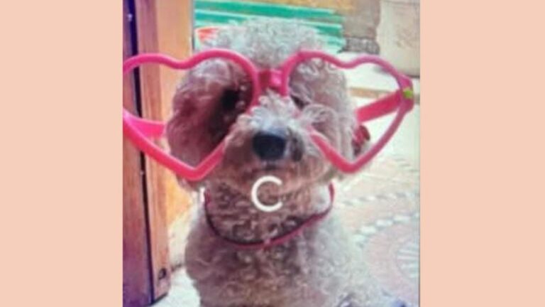 «Nastya», una perra enferma, se perdió en barrio Santa Rita