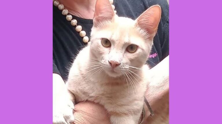 «Lucero» se perdió en el centro capitalino