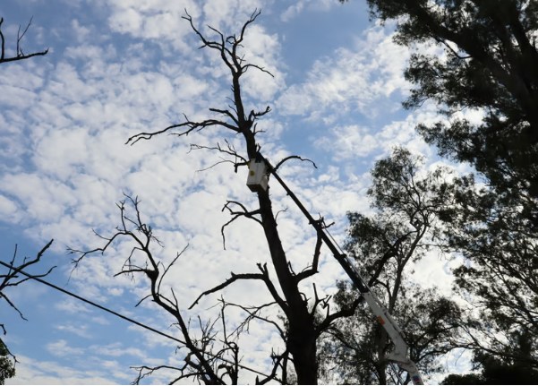 Se extrajeron ejemplares de eucaliptus añosos en el ingreso al Golf Club