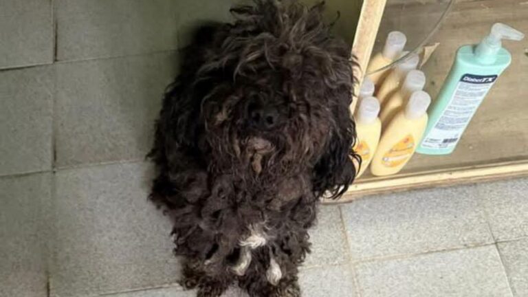 La Quiaca: una perra negrita necesita una familia