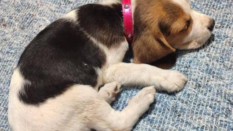 Barrio San Francisco de Álava: ofrecen recompensa por «Vela»