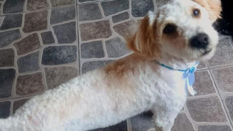 La Quiaca: «Toby» es intensamente buscado