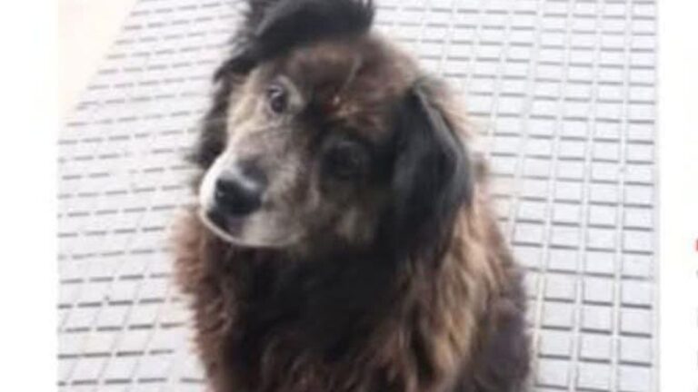 Barrio Almirante Brown: buscan a Varon