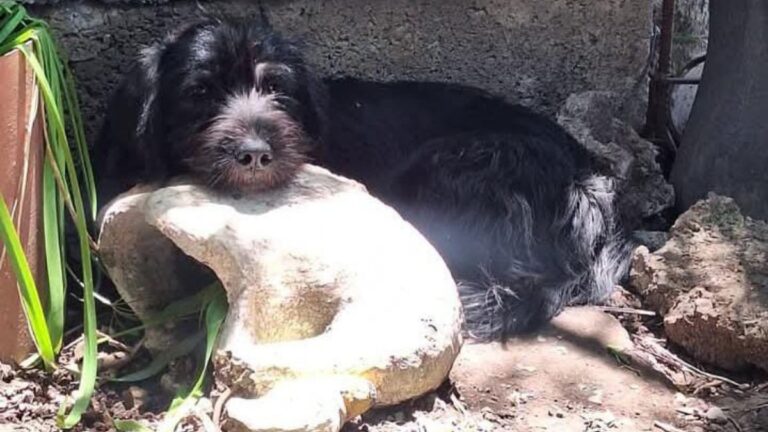 Buscan a la familia de un perro hallado barrio Alto Comedero