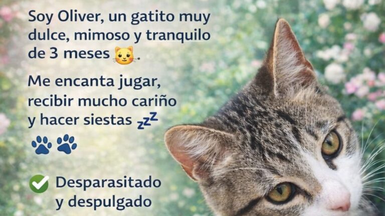 Oliver busca una familia: un gatito de tres meses en adopción responsable