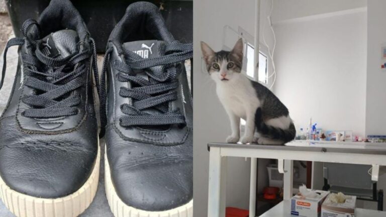 Venden un par de zapatillas para comprar un paf para una gata asmática