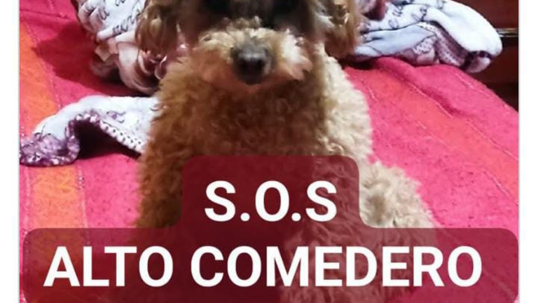 Alto Comedero: ofrecen recompensa por una perra enferma