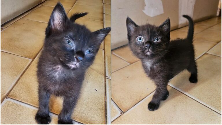 Buscan un hogar para dos gatitos