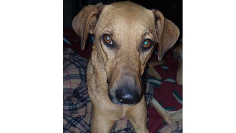 Ofrecen recompensa por «Lunita»