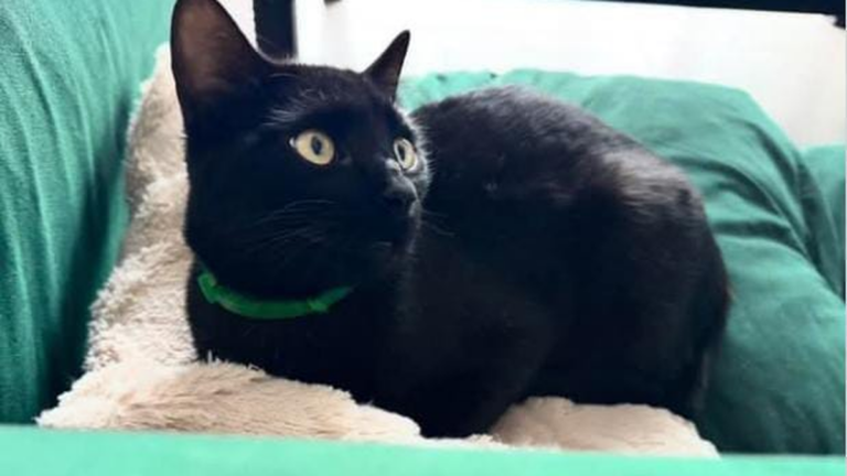 Ciudad Cultural: intensa búsqueda de «Cirilo»