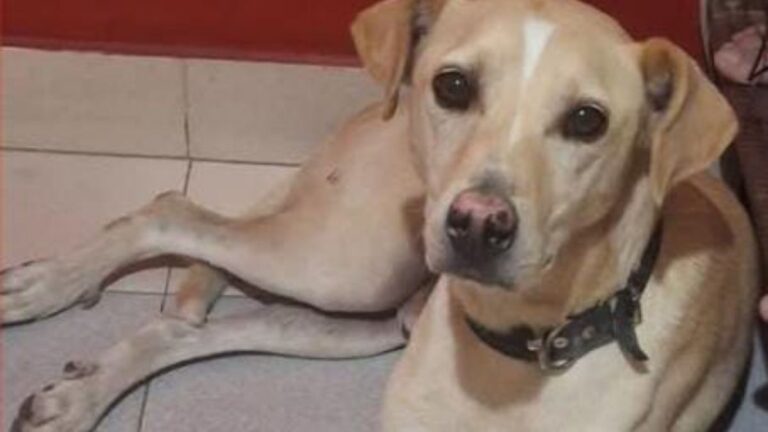 Barrio Los Perales: buscan a la familia de un perro