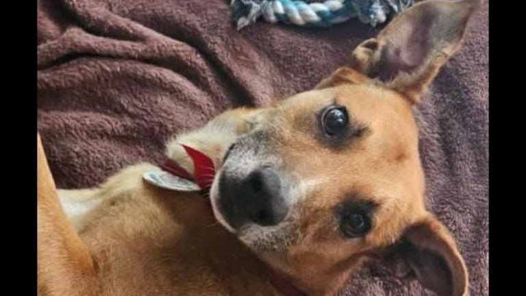 Un hermoso perro busca una familia que lo ame