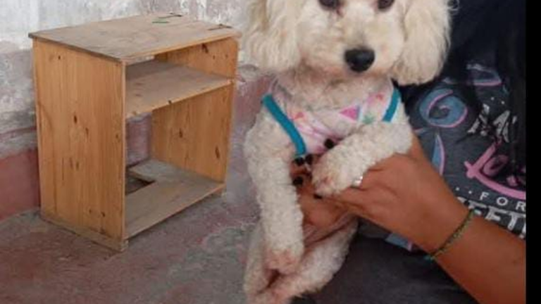 Buscan a los dueños de una perra caniche