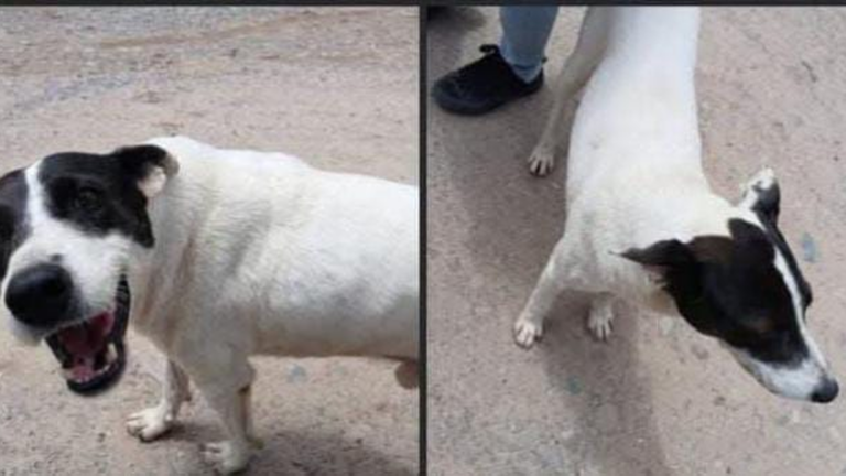 Barrio Los Huaicos: un perro lleva un mes desaparecido