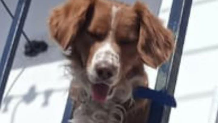 Barrio San Martín: «Chiquitín» se perdió