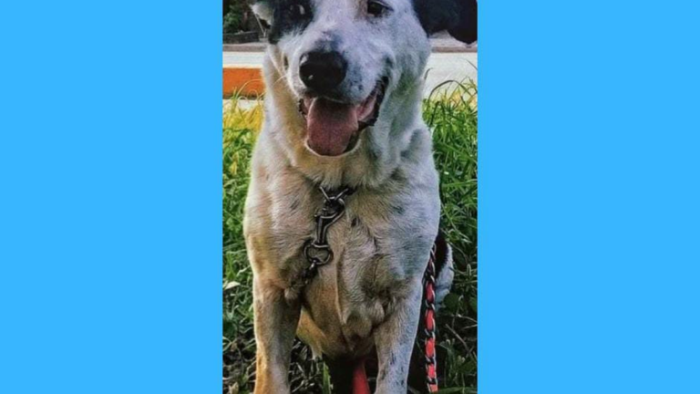 Barrio Alto Comedero: «Coco» sigue siendo buscado