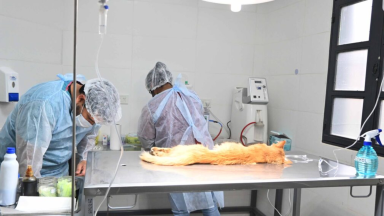 Conocé en qué barrios capitalinos habrá vacunación antirrábica y castraciones