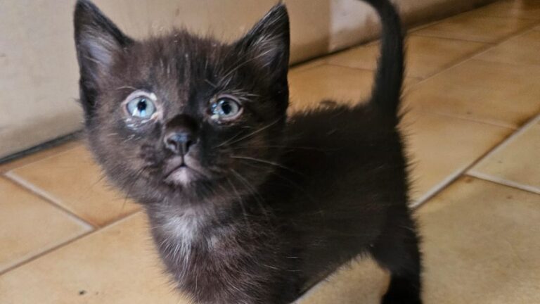 Buscan hogar urgente para un gatito