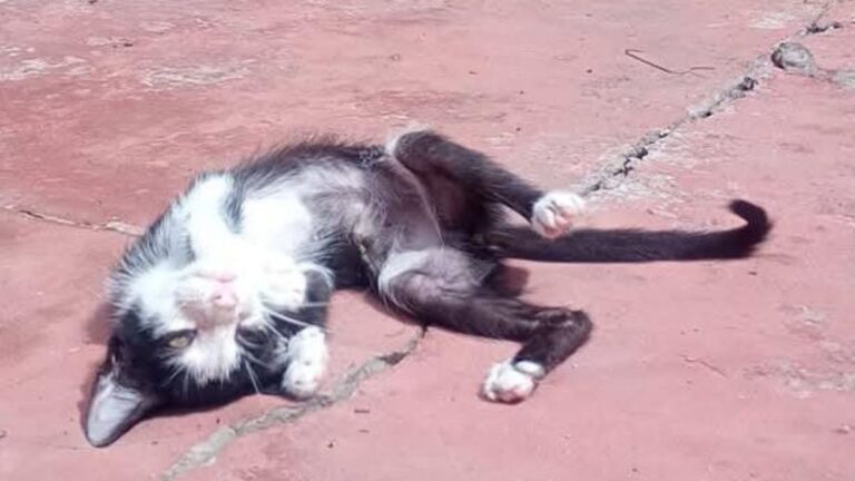 «Serafino» espera con ansias ser adoptado