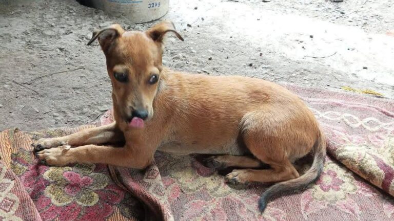 Buscan a «Roky», perdido en la ciclovía