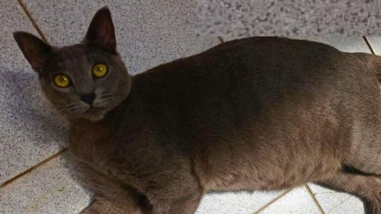 «Mishi» es buscada en Palpalá