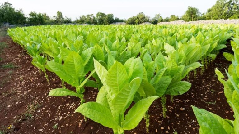 Tabaco: acordaron un 35% de aumento y productores advierten que «no hay margen de rentabilidad»