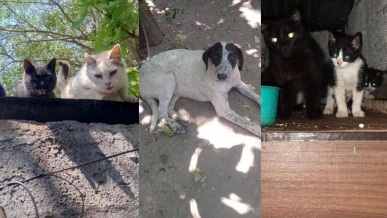 Los Molinos: Urgente! buscan familias para perros y gatos
