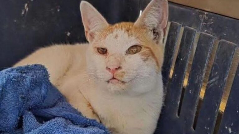 Barrio Los Perales: piden tránsito para un felino