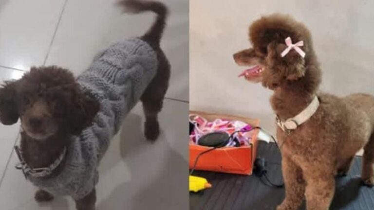 Perico: ofrecen recompensa por «Regina»