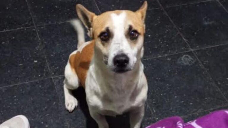 Barrio Alto Comedero: «Chikitin» es buscado intensamente